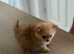 Xx small cute Pomeranian