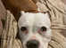 Gorgeous boxer cross girl available for adoption