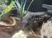 Male tegu