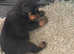 Beautiful Chunky Rottweiler puppy's perfect example of the breed ready for their new homes