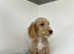 1 handsome chap looking for a home
