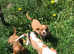 Stunning cavalier King Charles boys