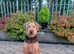 Airedale Terrier (Female)