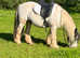 Gypsy Cob gelding 13.3hh