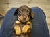 Miniature dachshund puppy READY THIS WEEK