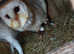 Baby barn owlets for sale £150 ringed a10s