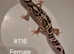 Various leopard geckos for sale