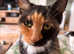 MISSING CAT NEWPORT PAGNELL