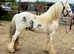 Stunning cob gelding.