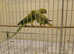 Pair of Split Blues adult Indian Ringnecks £300 ono