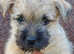Cairn Terrier Puppy