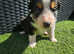 Beautiful border collie pup