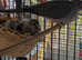 Diamond Doves for sale for indoor or outdoor aviary