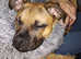 Rehoming Staff/Pug mix breed