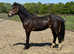 2 year old WELSH D COLT
