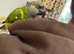 Senegal parrot tame