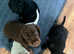 *Only 1 boy left*  working cocker spaniel puppy