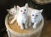 Pure white part burmese kittens