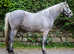 Quality 3 year old Connie x ISH Gelding