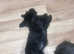Male scottie for sale .