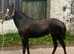 13h welsh partbred mare