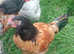 Pure bred Araucana cockerel