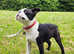 Beautiful Boston Terrier Male Puppy Available  Pet Home Only