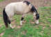 Beautiful Dun New Forest gelding