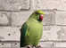 Beautiful baby Indian ringnick parrot
