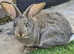 3 baby continental giant rabbits
