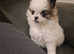 Griffon x Pomeranian for sale