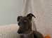 Italian greyhound