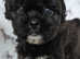 Adorable fluffy pugs pugapoos  REDUCED