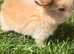 Mini lops