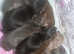 Miniature dachshund puppy
