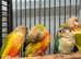Beautiful fully hand reared baby Conure