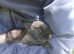 Baby Netherland dwarf rabbits