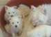 West highland terrier puppies 5 months old