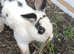 Beautiful Netherland dwarf female