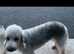 Bedlington terrier puppy