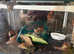 Giant African land snail babies free to a good home.
