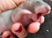 Gambian Pouched Rat babies