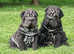 Shar Pei Puppies
