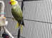 Olive and yellow head tail Ringneck parakeet (Male)