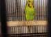 All types of Budgies available