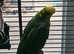 Yellow head amazon parrot  for sale