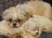Lhasa apso Shihtzu x pups