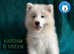 KC Registered from a  Champion bloodline stunning Samoyed puppies