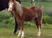 Welsh Section A Filly