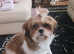 Beautiful  shih tzu boy